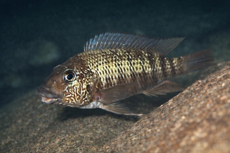 Petrochromis sp. 'texas blue' Msalaba